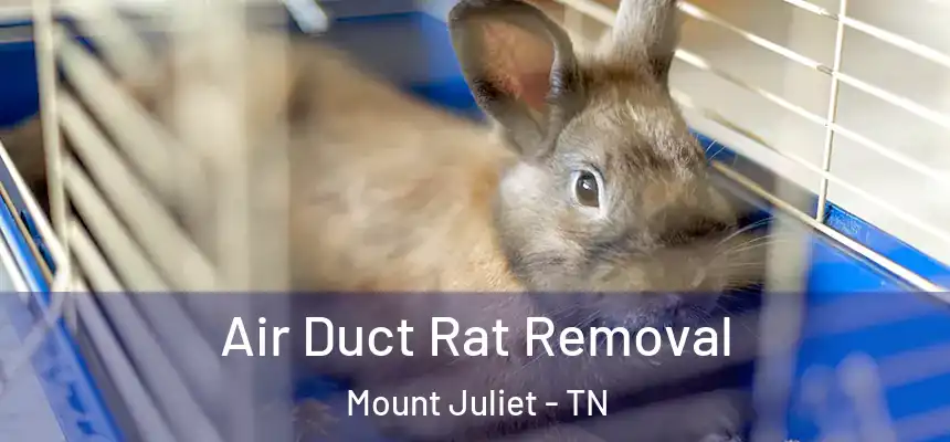  Air Duct Rat Removal Mount Juliet - TN